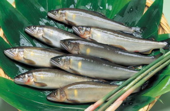 【天然鮎の解禁】贅沢!! 清流日高川産 天然鮎食べつくし三昧プラン